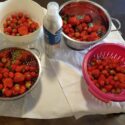 Mmmm… aardbeien!